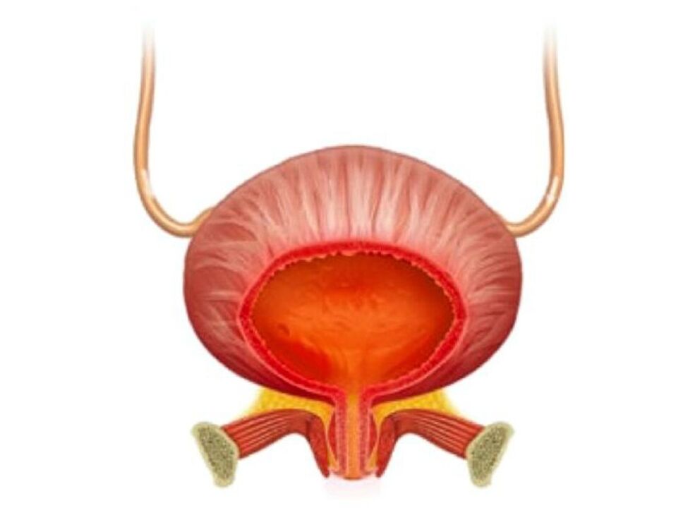 Infiammazione della vescica e il suo trattamento con capsule Cystolax